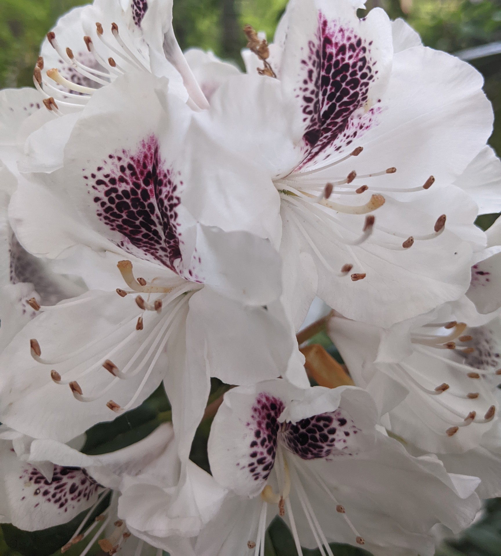 Rhododendrons with Birthmarks
