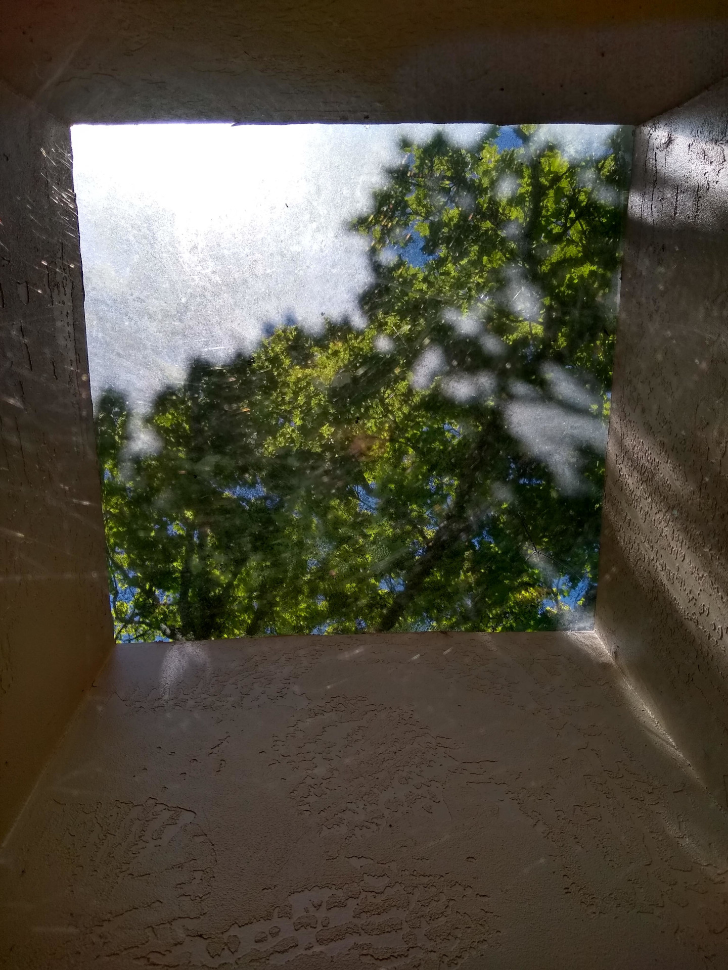 Maple tree seen through the shadow it casts on a skylight